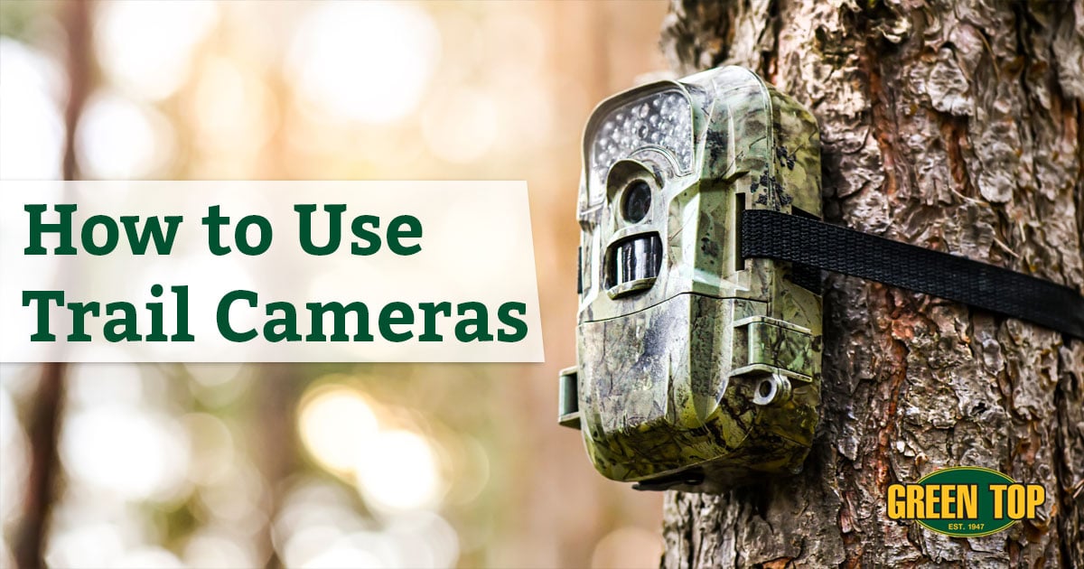 Trail camera mounted to a tree